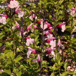 Salvia jamensis 'Dancing Doll' Salvia jamensis 'Dancing Doll'