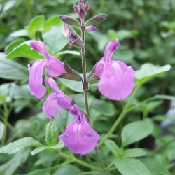 Salvia jamensis 'Javier' Salvia jamensis 'Javier'