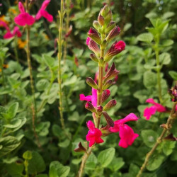 Salvia jamensis 'Penny's Smile' Salvia jamensis 'Penny's Smile'