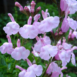 Salvia jamensis 'Peter Vidgeon' Salvia jamensis 'Peter Vidgeon'