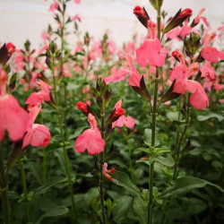 Salvia jamensis 'Pluenn' Salvia jamensis 'Pluenn'