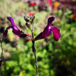 Salvia jamensis 'Violette de Loire' Salvia jamensis 'Violette de Loire'