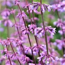 Salvia judaica Salvia judaica