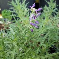 Salvia jurisicii Salvia jurisicii