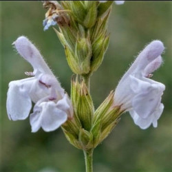 Salvia lavandulifolia subsp. oxyodon Salvia lavandulifolia subsp. oxyodon