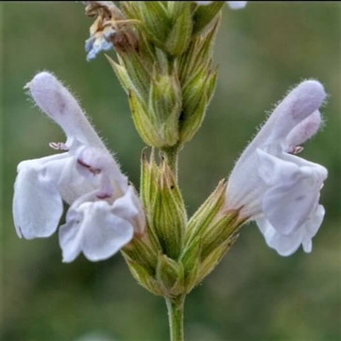 Salvia lavandulifolia subsp. oxyodon