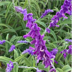 Salvia leucantha 'Midnight' Salvia leucantha 'Midnight'