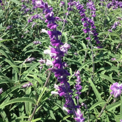 Salvia leucantha Salvia leucantha