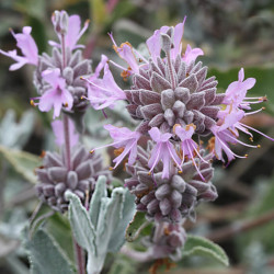 Salvia leucophylla Salvia leucophylla