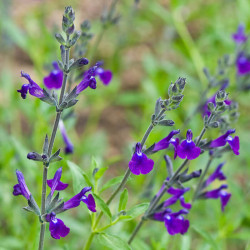 Salvia lycioides Salvia lycioides