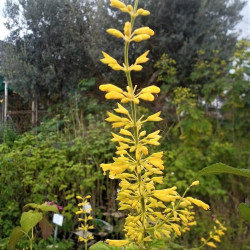 Salvia madrensis Salvia madrensis