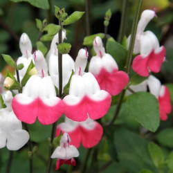 Salvia microphylla 'Pink Lips' Salvia microphylla 'Pink Lips'