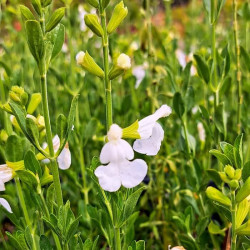 Salvia microphylla 'White' Salvia microphylla 'White'