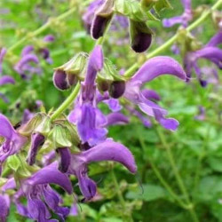 Salvia miltiorrhiza Salvia miltiorrhiza