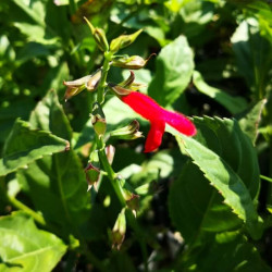 Salvia miniata Salvia miniata