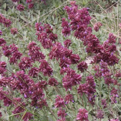 Salvia multicaulis Salvia multicaulis