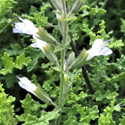 Salvia namaensis Salvia namaensis