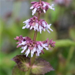 Salvia napifolia Salvia napifolia