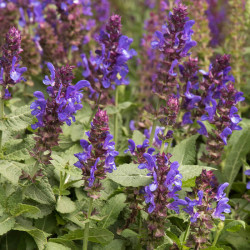 Salvia nemorosa 'Blue Marvel' Salvia nemorosa 'Blue Marvel'