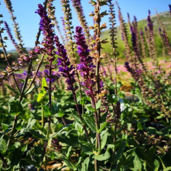 Salvia sylvestris 'Caradonna' Salvia sylvestris 'Caradonna'