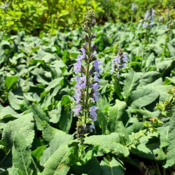 Salvia nemorosa 'Crystal Blue' Salvia nemorosa 'Crystal Blue'