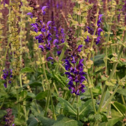 Salvia sylvestris 'Mainacht' Salvia sylvestris 'Mainacht'
