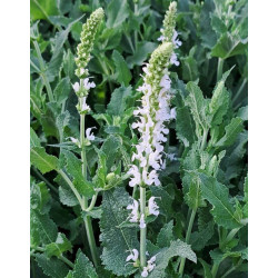 Salvia nemorosa 'Scheehugel' Salvia nemorosa 'Scheehugel'