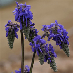 Salvia nutans Salvia nutans