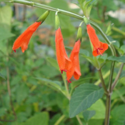 Salvia oppositifolia Salvia oppositifolia