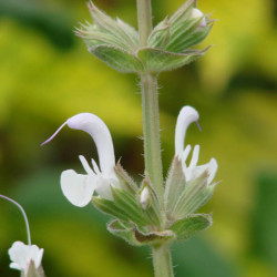 Salvia palaestina Salvia palaestina