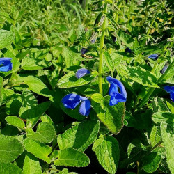 Salvia patens 'Royal Blue' Salvia patens 'Royal Blue'