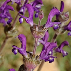 Salvia phlomoides Salvia phlomoides