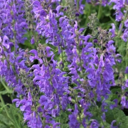 Salvia pratensis 'Rhapsody in Blue' Salvia pratensis 'Rhapsody in Blue'