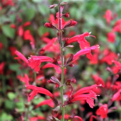 Salvia roemeriana 'Hot Trumpets' Salvia roemeriana 'Hot Trumpets'