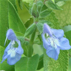 Salvia somalensis Salvia somalensis