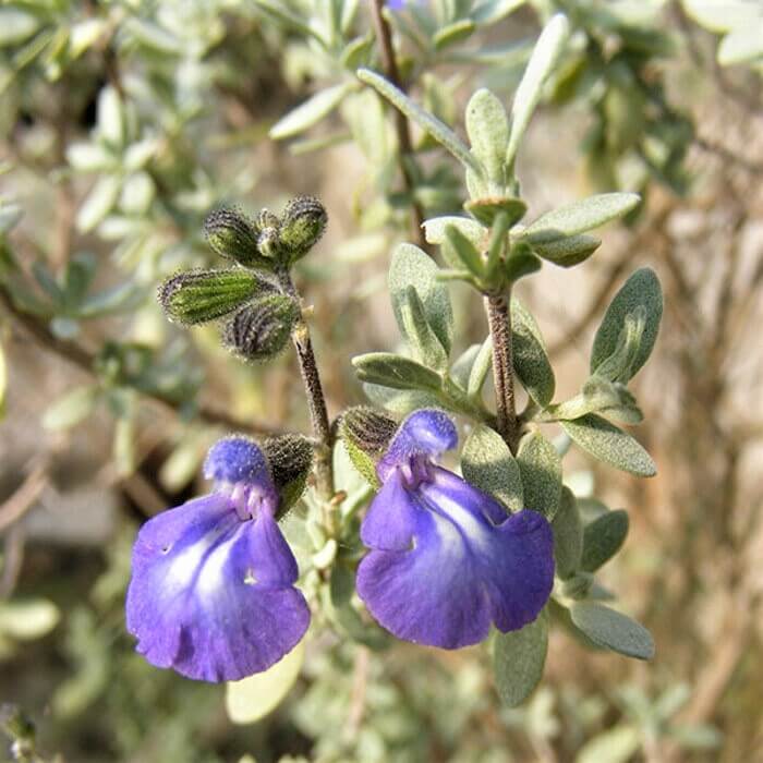 Salvia thymoides