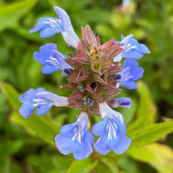 Salvia uliginosa Salvia uliginosa