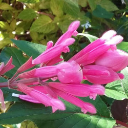 Salvia wagneriana Salvia wagneriana