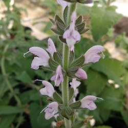Salvia disermas 'Pink' Salvia disermas 'Pink'