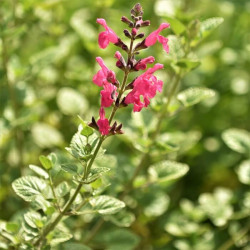 Salvia microphylla 'San Carlos Festival' Salvia microphylla 'San Carlos Festival'