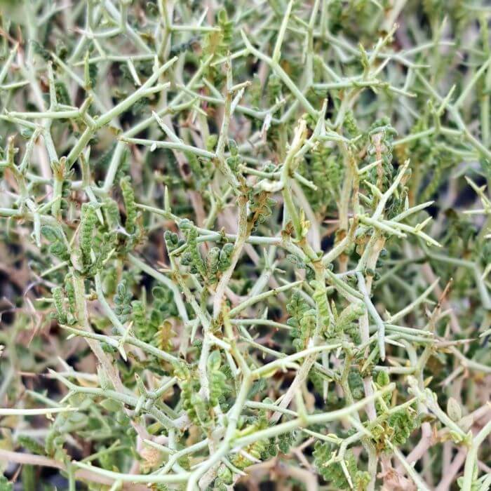 Sarcopoterium spinosum