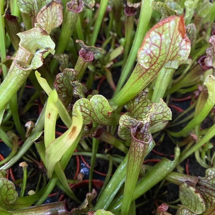 Sarracenia 'Judith Hindle'