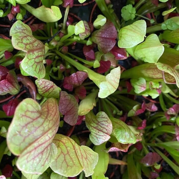 Sarracenia 'Maroon'