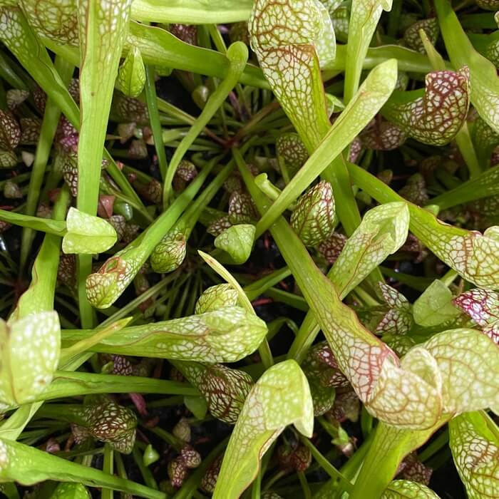 Sarracenia 'Scarlet Belle'