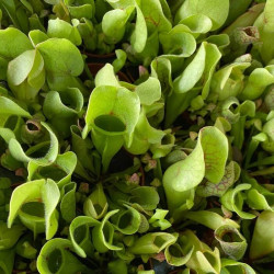 Sarracenia 'Sylwia' Sarracenia 'Sylwia'