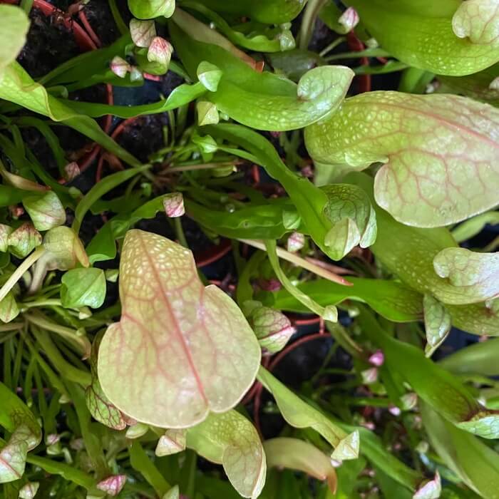 Sarracenia catesbaei