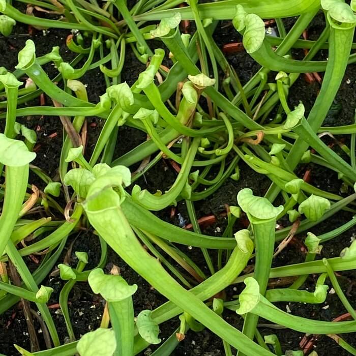 Sarracenia farnhamii 