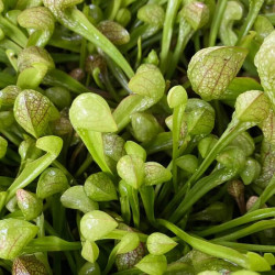 Sarracenia psittacina Sarracenia psittacina