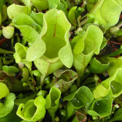 Sarracenia purpurea venosa Sarracenia purpurea venosa