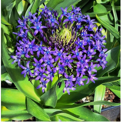 Scilla peruviana Scilla peruviana